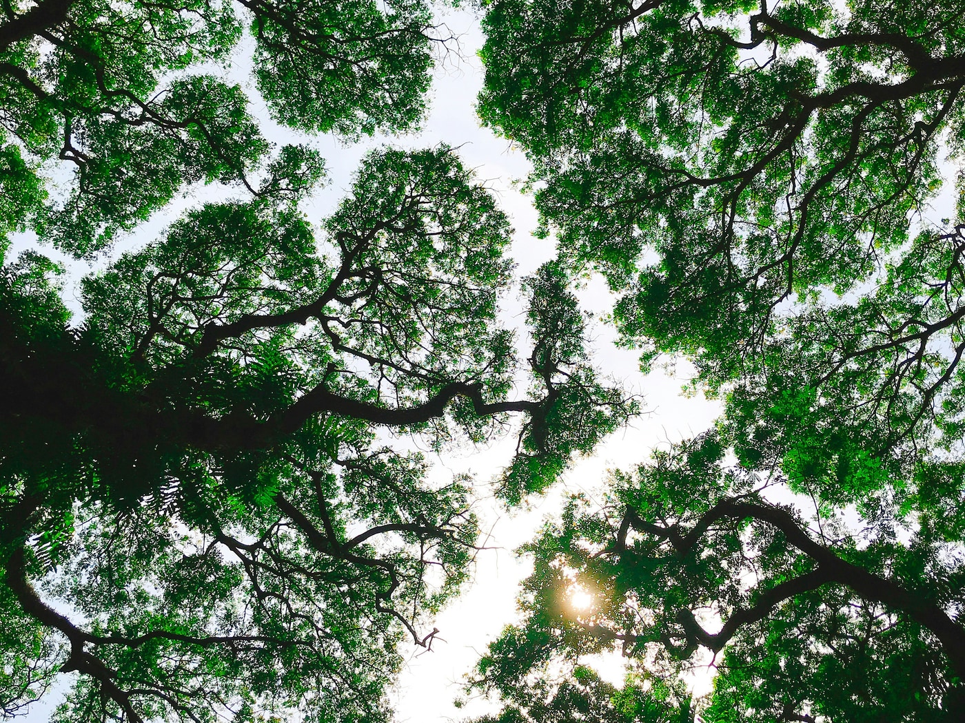 Looking up into a shade canopy with sunlight breaking through.